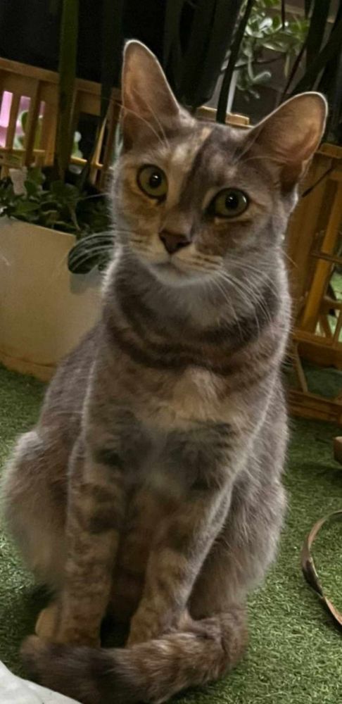 A beautiful short-haired grey tortoiseshell cat, sitting up. Her face is half ginger and half grey, her muzzle is white, and she has dark grey strips around her shoulders.