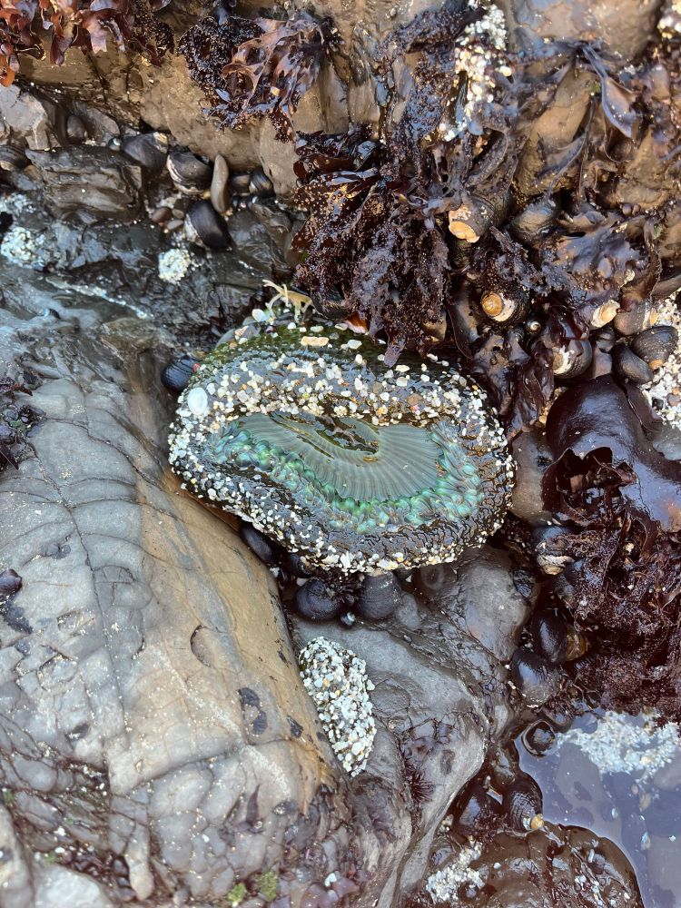 An anemone in a tidepool