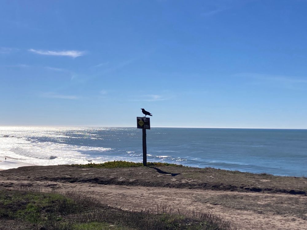 A crow perches on a Danger sign next to an ocean bluff
