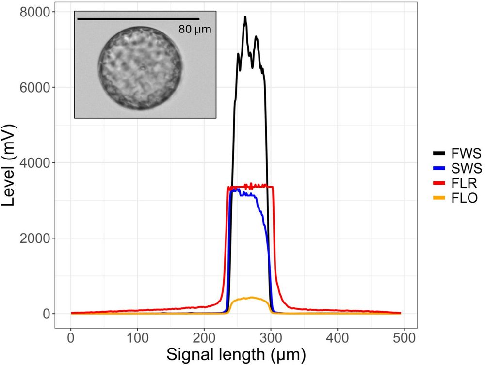 Figure 5 in Gallot et al. (2025): "Effect on the pulse shape of a diatom when PMT saturation by red photons generates a plateau at around 3300 mV (CS-2015-68). Trigger level was set to FLR 25 mV and PMT voltage to “Medium”."
