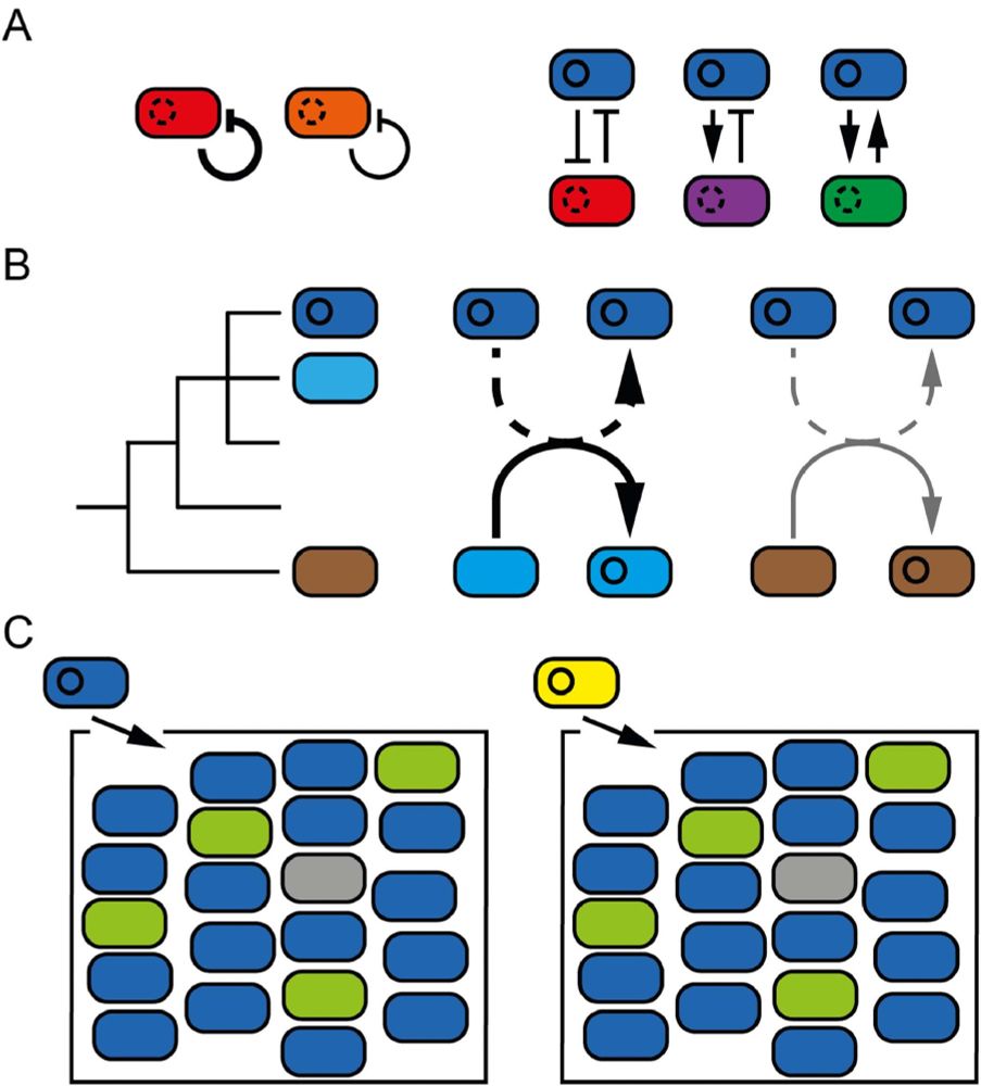 Figure 1 in Alderliesten et al. (2026): "Modelling plasmid invasion and spread through a bacterial multispecies community. Thicker lines indicate faster processes, solid circles denote plasmids, and broken circles denote that the bacteria might be plasmid-bearing."