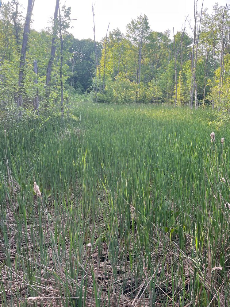 A field of cat-tails. 