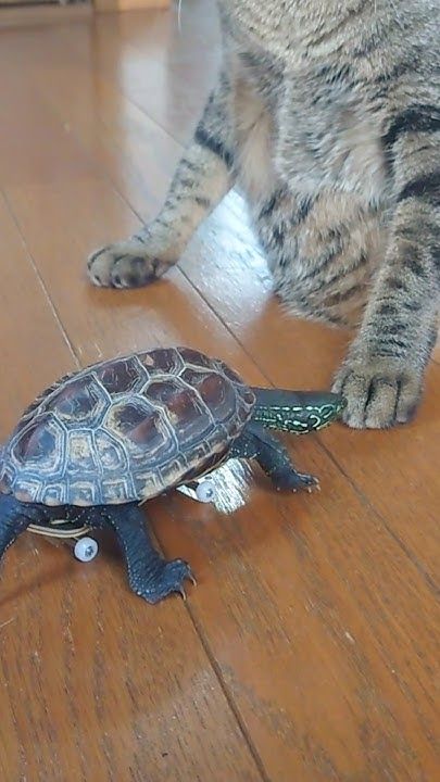 何回見ても笑ってしまうww【It's funny no matter how many times I watch it! skateboard turtle】