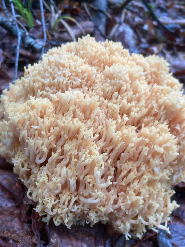 a Coral Fungus (Korallenpilz)
