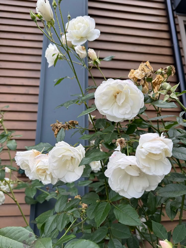A photo of some white flowers against a neutral background that is vaguely reminiscent of the New Order album cover for the album Power Corruption and Lies