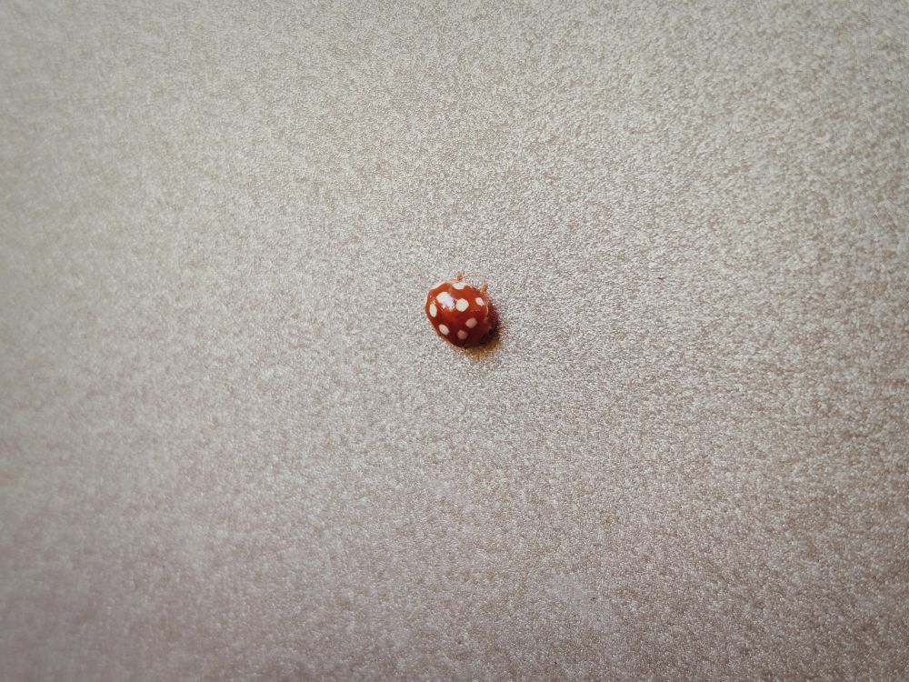 A ladybug-like insect