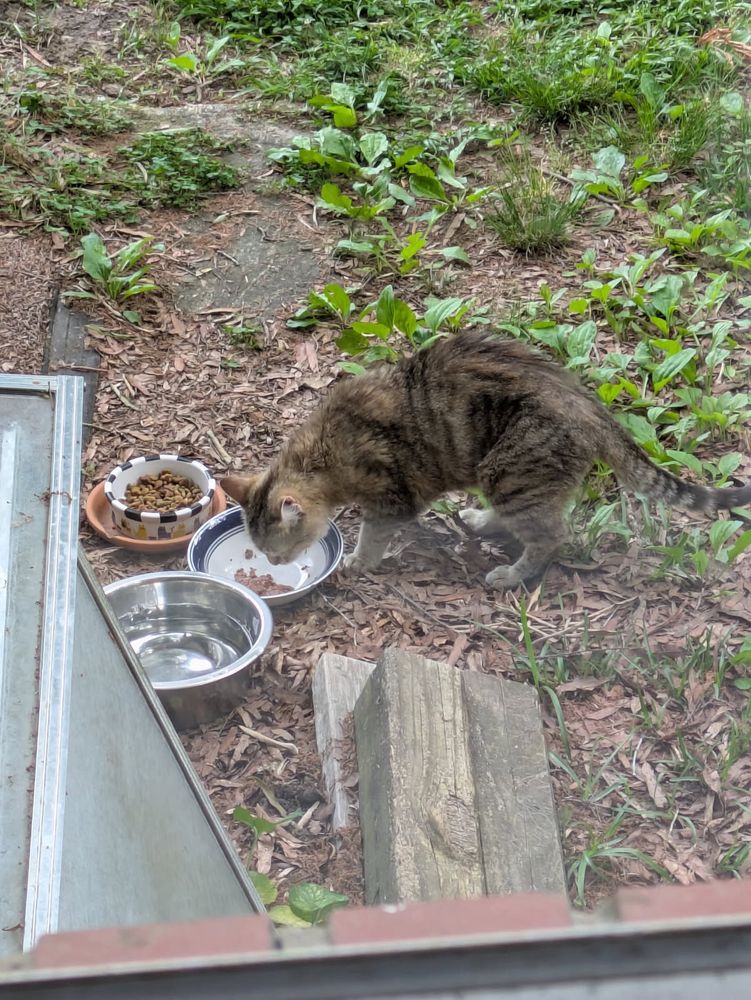 Shadow visiting a feeding station to have some fresh water, kibbles, and some wet food set out to help get her weight up