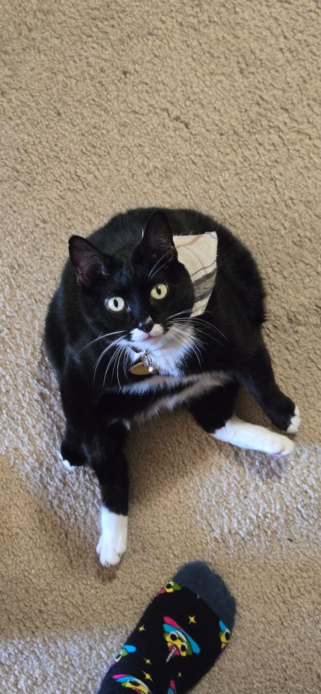 Nube, a black tuxedo manx, sits like a little man. She wears a cream plaid bandana and her round bowling ball body looks like a puddle from the top down perspective. My foot is in shot, wearing socks with rainbow unicorn poop emojis and stars.