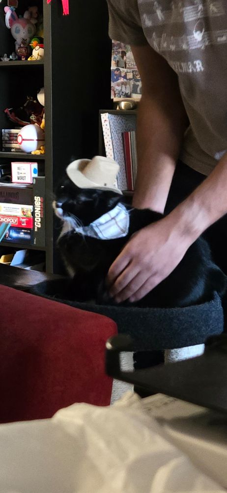 Nube, a black tuxedo manx, with the cowboy hat on. Vic is getting ready to pick her up from her cat tower. Her face says she still very much hats wearing a cowboy hat.