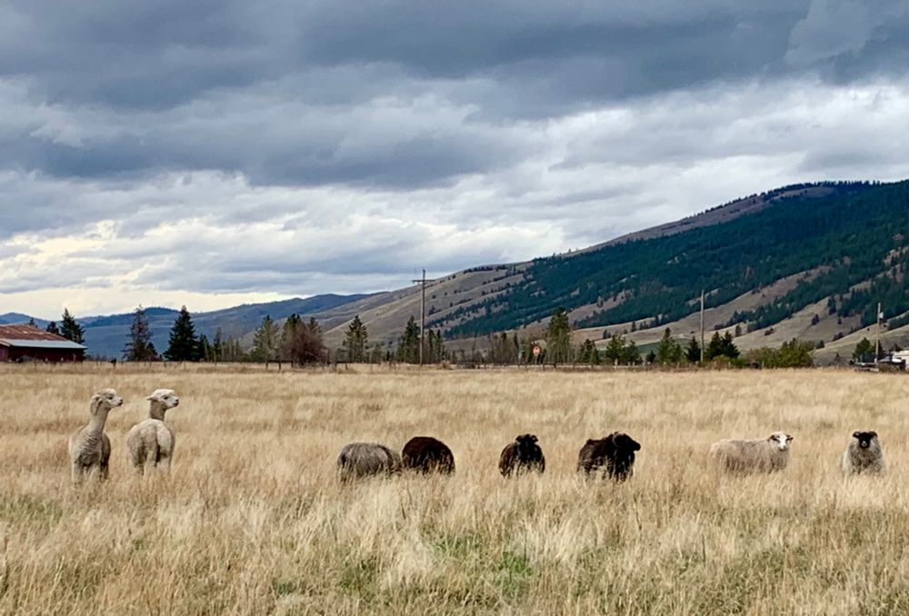2 alpaca and 6 sheep graze in a fall pasture. The eastern ridge of the valley and dark, cloudy sky are in the background.
