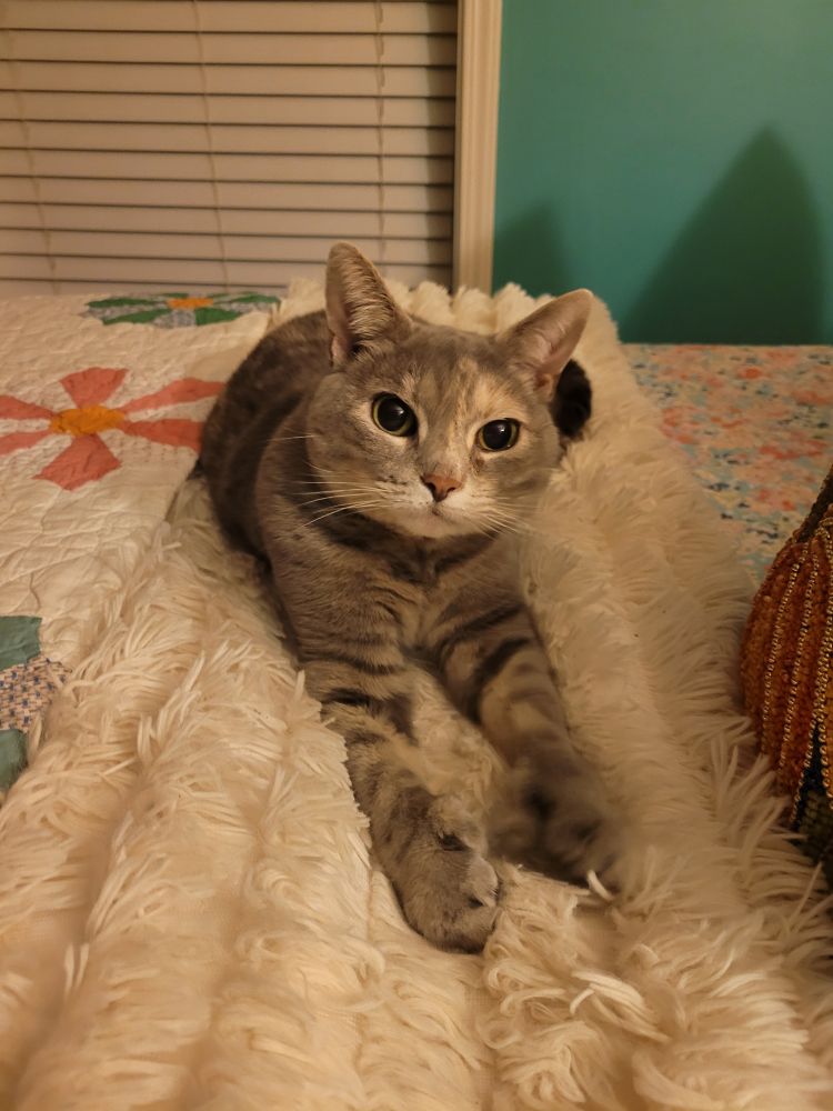 Gray polydactyl cat stretches across fuzzy blanket while glaring at the camera.