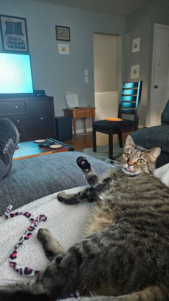 A quite bamboozled feline 
