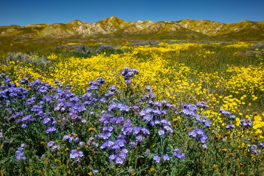Wildflower superbloom on April 22, 2023, in Carrizo Plain National Monument, California. Credit: Getty Images.