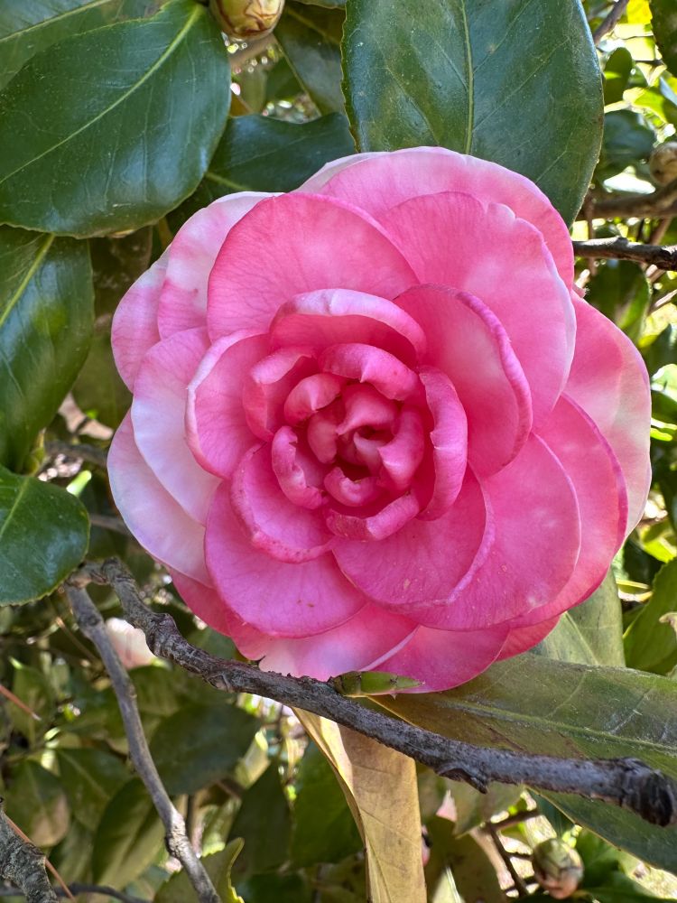 Variegated camellia flower