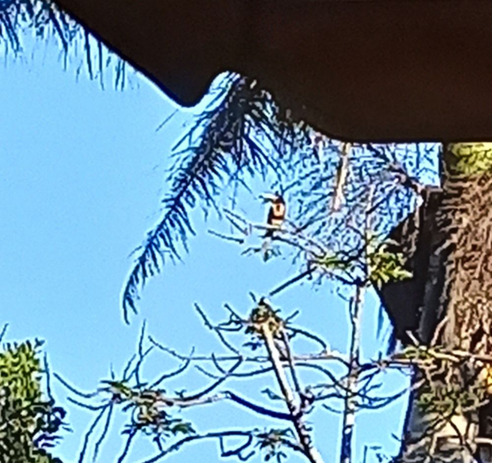 Tucán retratado de manera abstracta 