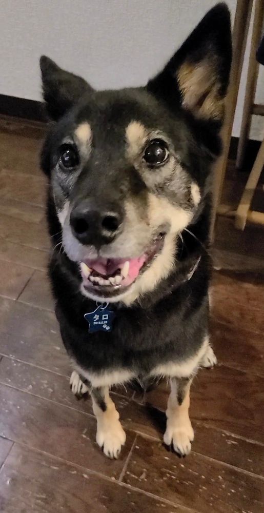 鴨肉をもらおうとお座りして見上げるタロ
