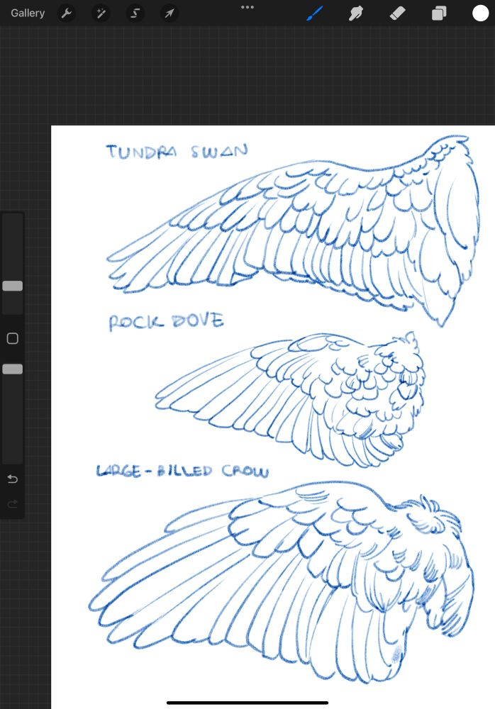 Sketches of bird wings. From top to bottom: tundra swan wing, rock dove wing, and large billed crow wing. 