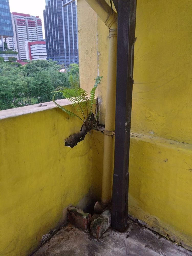 A fern growing out of a hole in the wall 