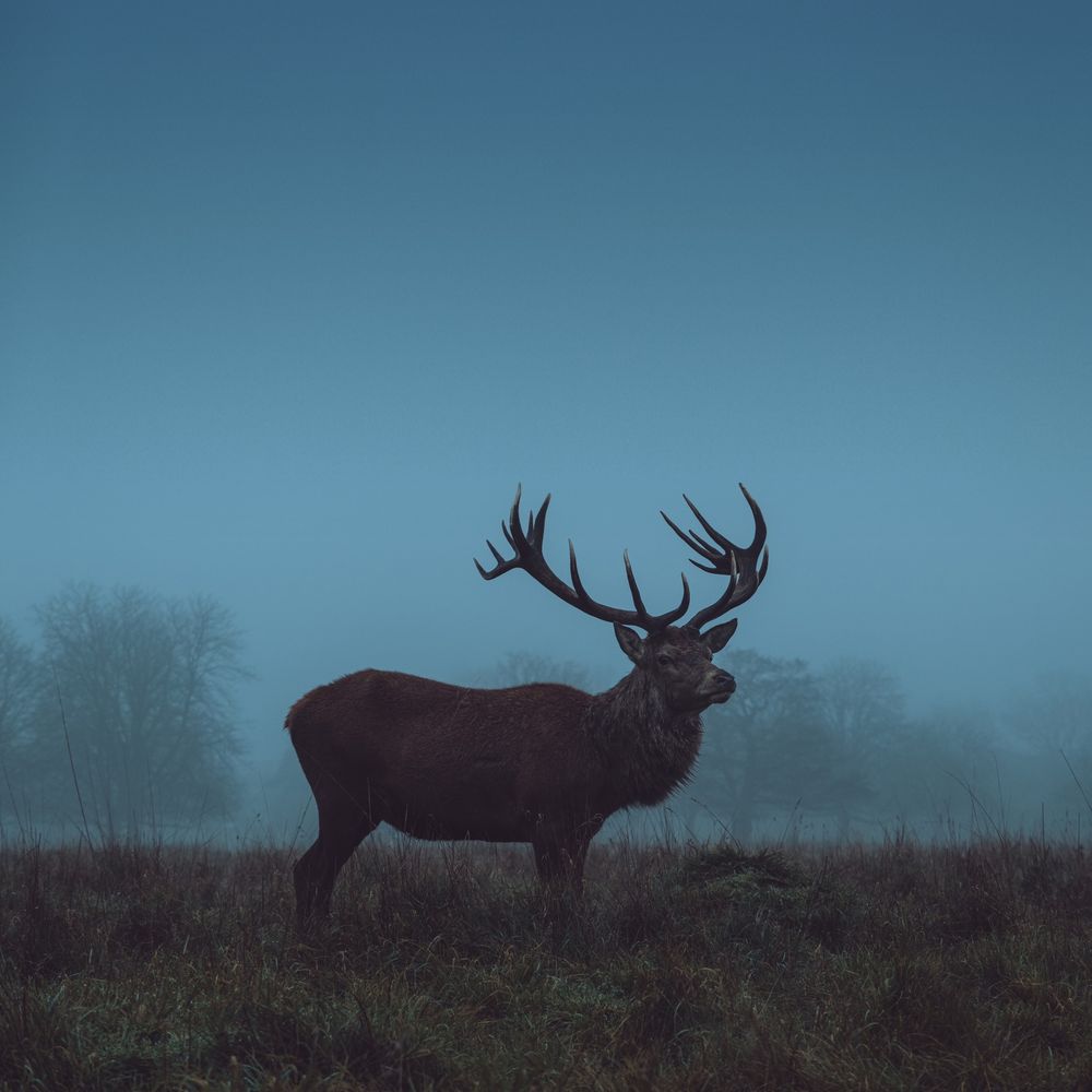 A Red Deer stag, on a misty morning in Bushy Park.