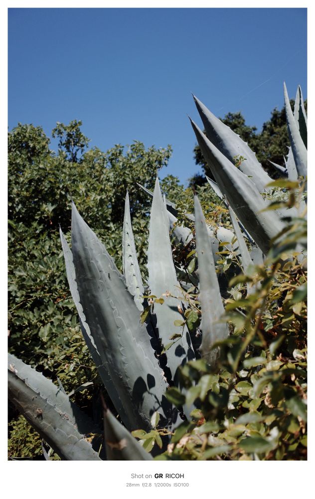 Large blue agave spikes protrude from dense green foliage on a hill side. The photo is cropped in close, green foliage is blurred in the foreground and the agave spikes run at an angle from the bottom left corner up. Blue sky is visible at the top 1/4 of the image. 

Shot on GR RICOH
 28mm f/2.8 1/2000s ISO100