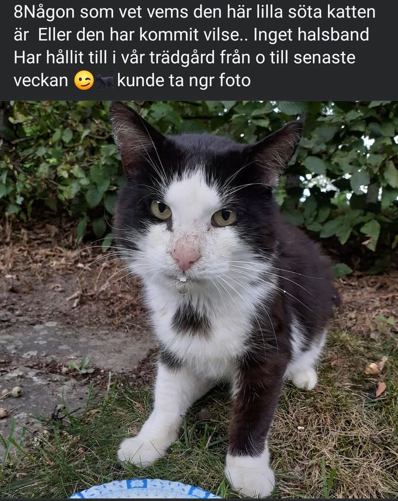 En bild på en katt med texten "8Någon som vet vems den här lilla söta katten är Eller den har kommit vilse.. Inget halsband Har hållit till i vår trädgård från o till senaste veckan kunde ta ngr foto"