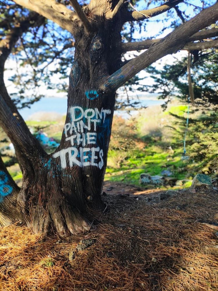 Tree, east bay, painted with "Don't paint on trees."
