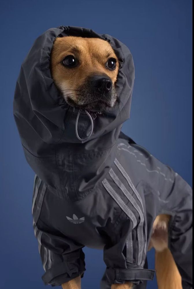 Süser Hund in schwarzer Regenjacke 