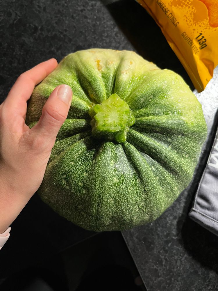 Riesige Runde Zucchini mit Hand for Scale 