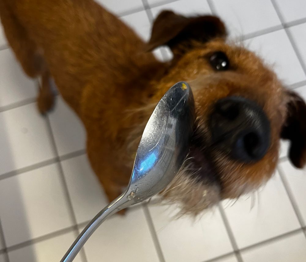 Rötlicher  Hund schnabuliert vom Löffel 