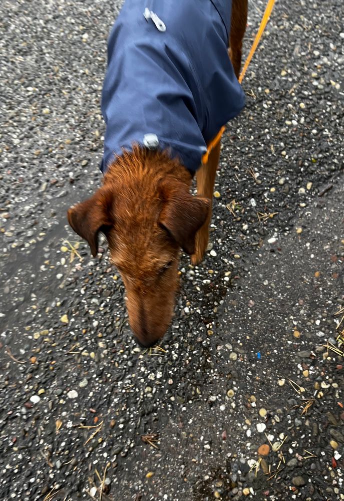Nasser Hund bedröppelt im Regel, er trägt blauen Mantel 