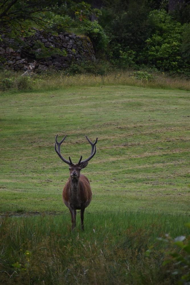 A deer spotted in the proximity of Glenfinnan, not very far away from the crowds of Harry Potter fans that come look at the viaduct