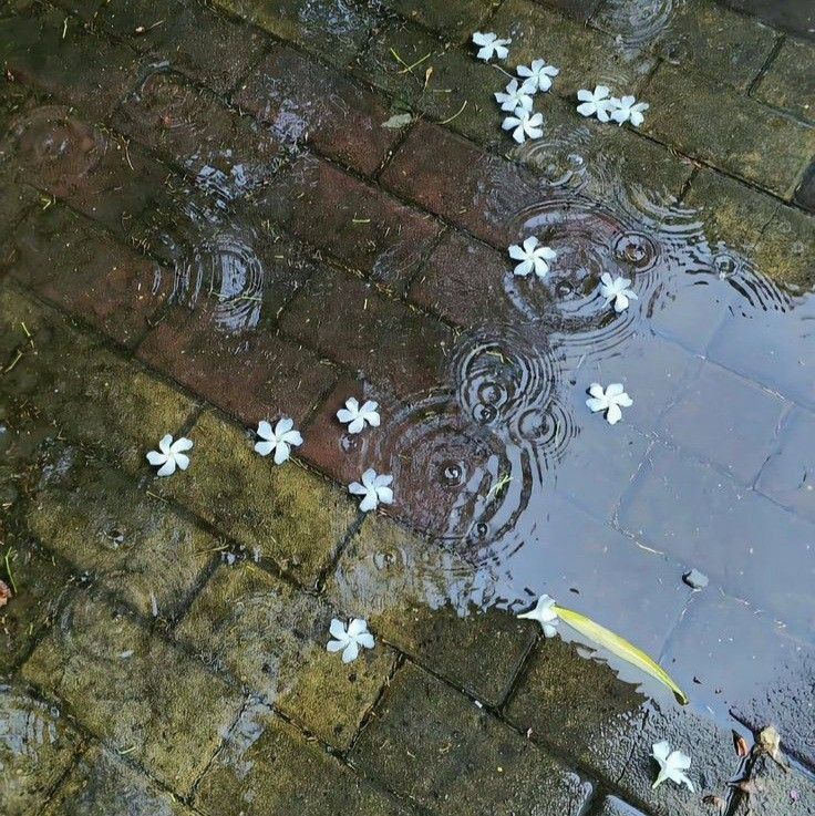 wet brick tile outdoor flooring with white flowers and water drop ripples