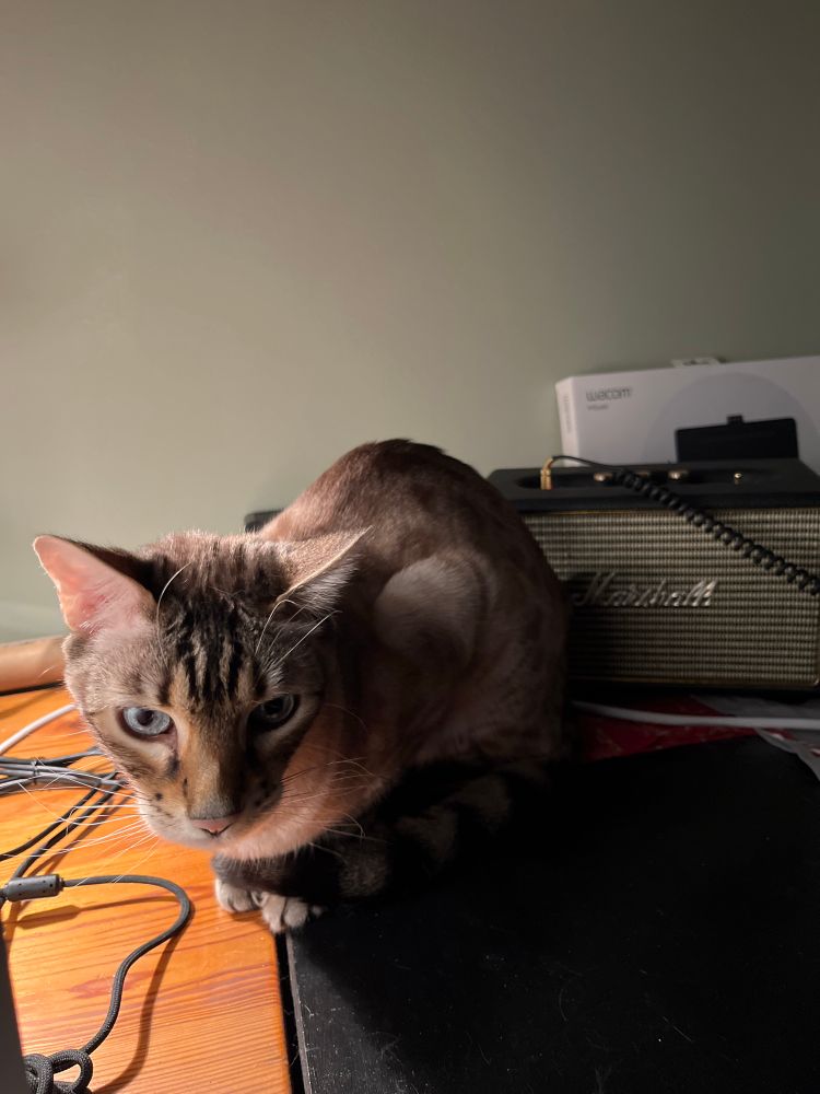 Bengal Boy Beckasin behind the computer screen, next to a Marshall speaker. He's not in a relaxed pose yet. 