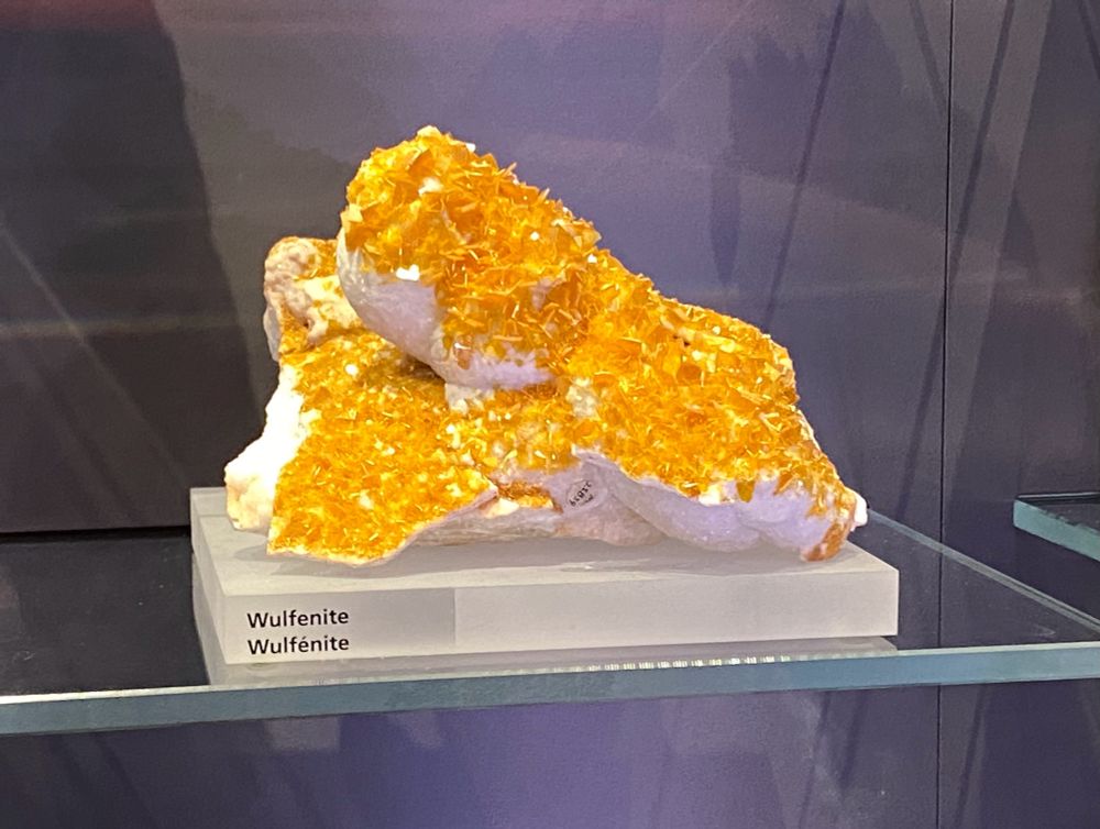 Specimen of thin blades of brown orange wulfenite on white matrix sitting on a frosted plinth that says Wulfenite twice on it. That sits on a glass shelf in front of a grey background. At the Royal Ontario Museum.