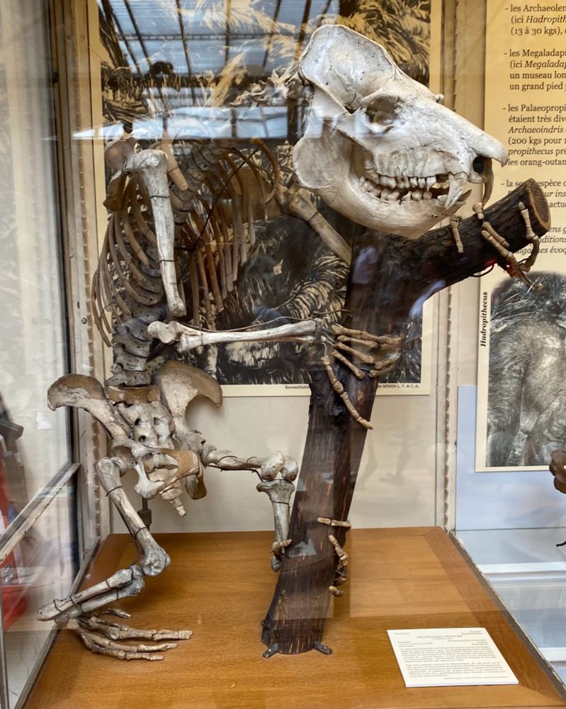Megaladapis edwardsi with its big head mounted standing with its hands and left hind leg on a vertical tree branch in a glass display case. At the Museum national d’Histoire naturelle.