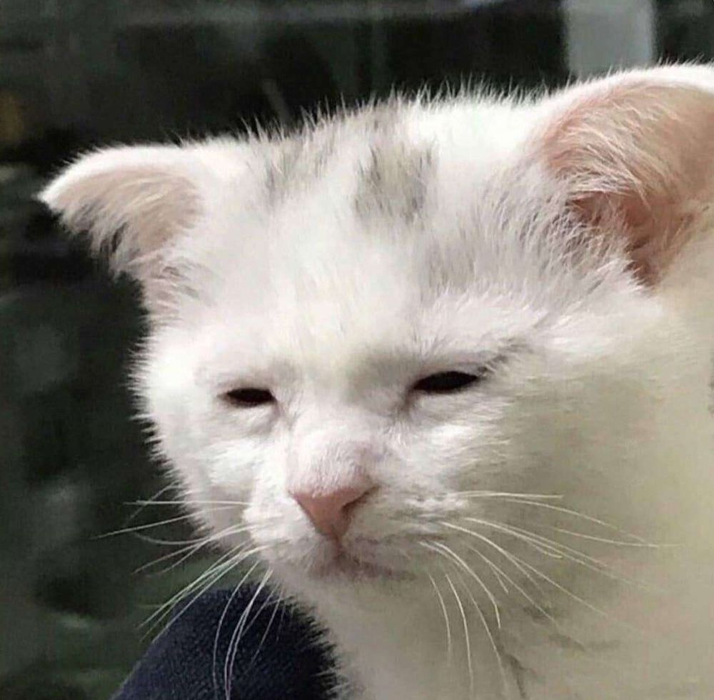 Popular meme photo of squinting white cat who looks extremely tired.