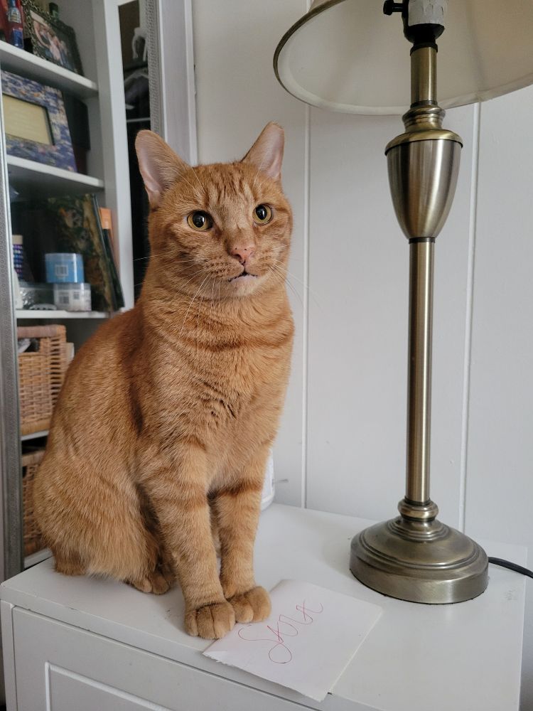 An orange cat may or may not have just swept everything from this nightstand (except the lamp and a letter) onto the floor.
