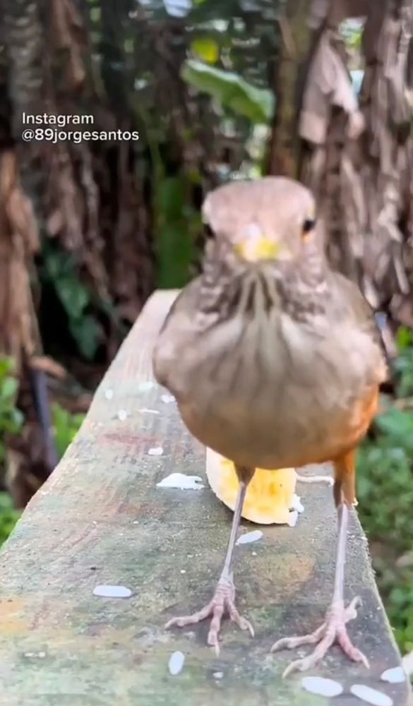 Pássaro olhando para câmera 