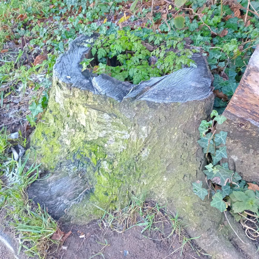 a tree stump with lichen, moss, and ivy around it