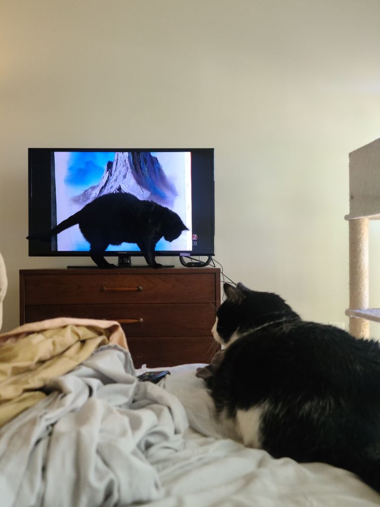 Picture from the perspective of someone looking at a TV from their bed. 
On the tv there is a painting of a mountain. There is a huge tuxedo cat (Beowulf) facing the TV. He loves to watch PBS Create. 
Directly in front of the TV, like almost pressed against it, is a large black cat (Mitchow).
I think he likes baseball more than Create, but I'm glad he's involved in family time.