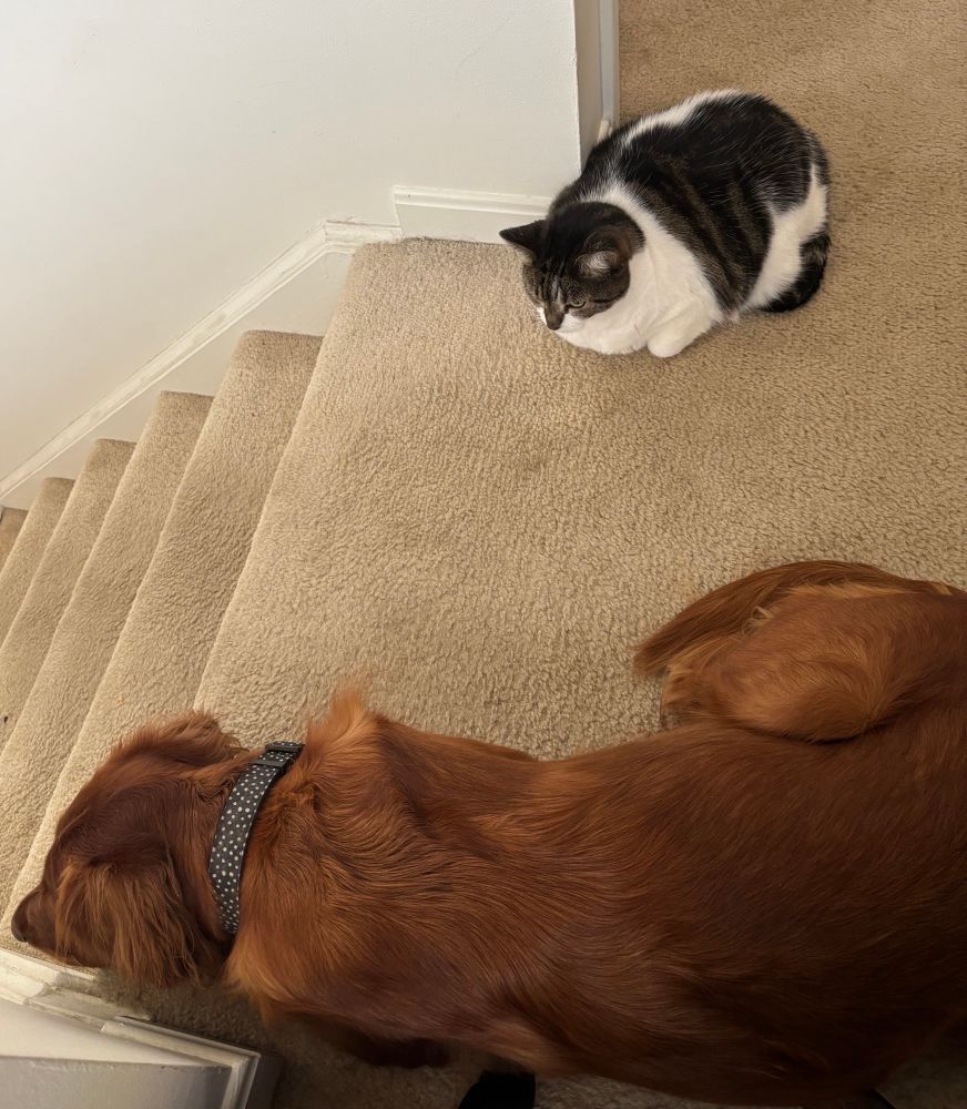 A black and white cat laying near an Irish setter/golden retriever mix with a little space between them. 