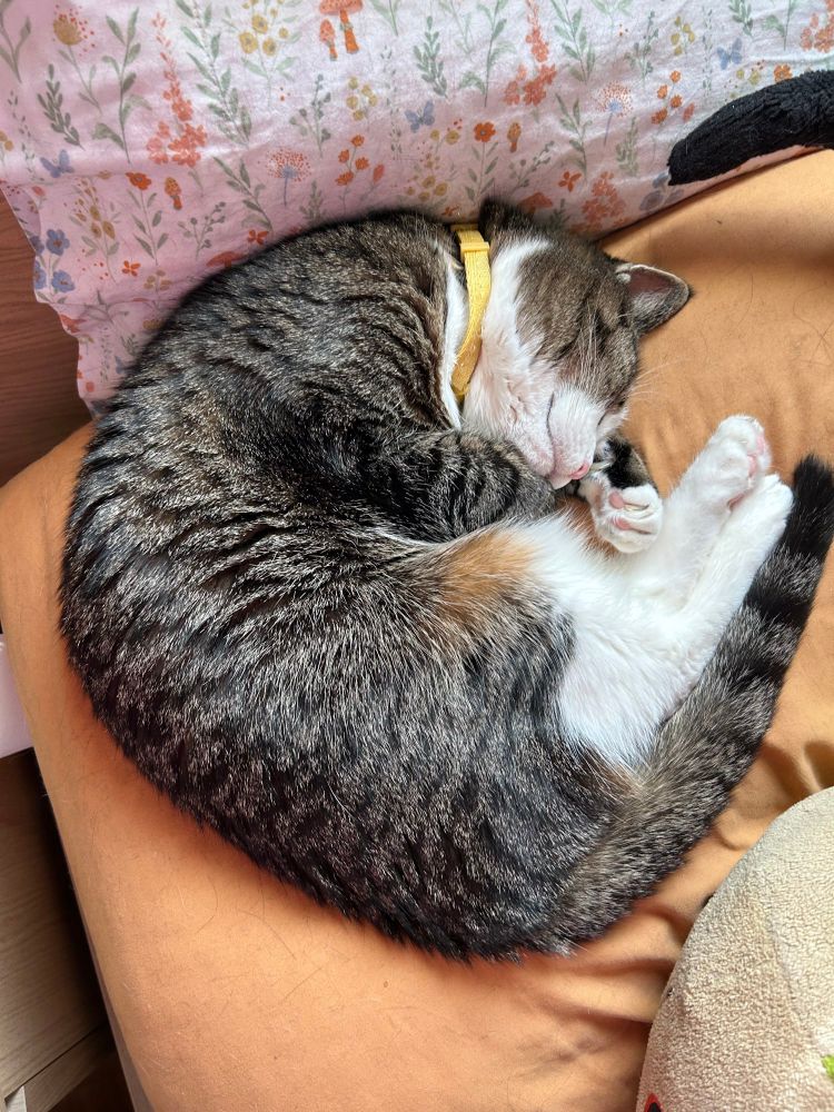 A gray and white tabby cat curled up in a tight shrimp pose on an orange pillow, fully asleep.
