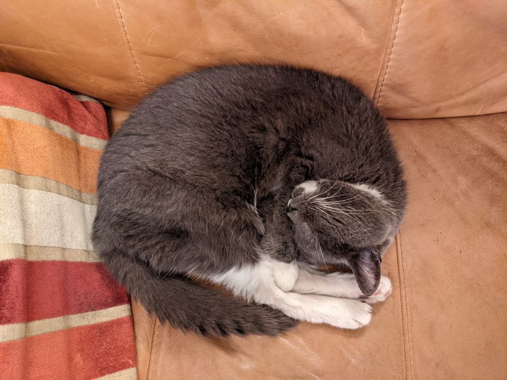 Grey and white tuxedo cat curled up asleep like a circle on the sofa.