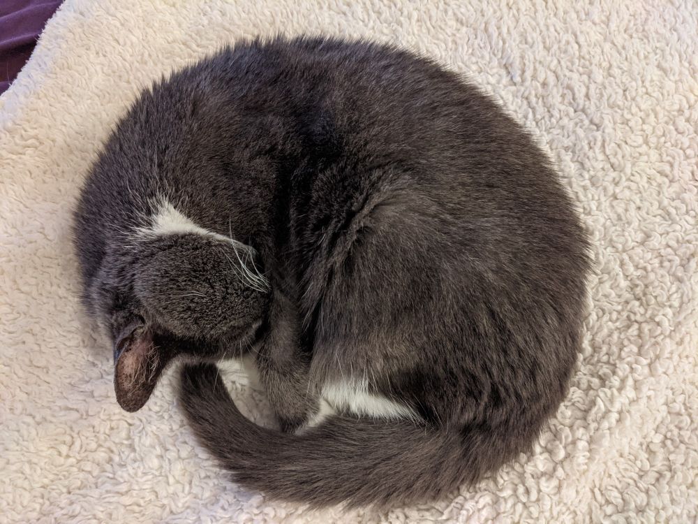 Grey and white tuxedo cat curled up like a circle on a fluffy blanket on a bed.