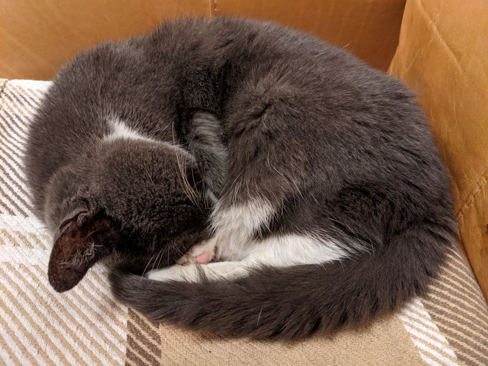 Elderly grey and white tuxedo cat curled up asleep on a blanket on the sofa with a small glimpse of a couple of pink paw beans.