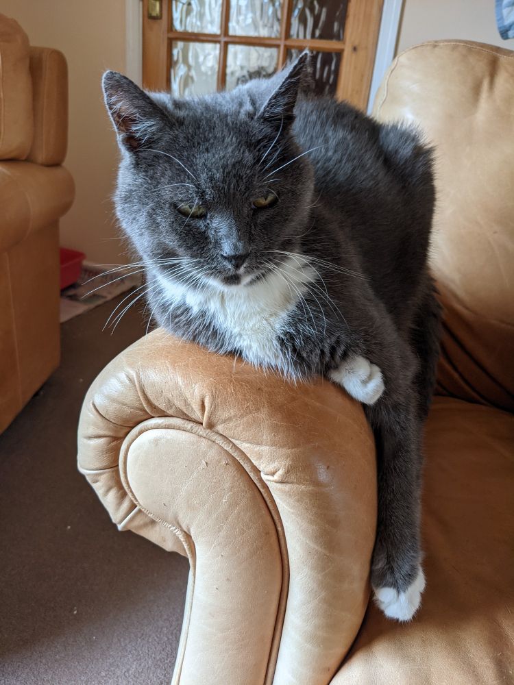 Grey and white tuxedo cat sits on the edge of a sofa with her leg hanging down despite having arthritis.