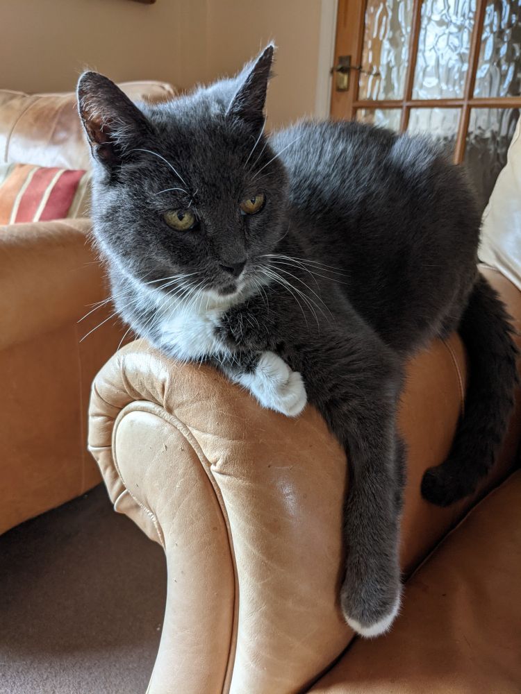 Grey and white tuxedo cat sits on the edge of a sofa with her leg hanging down despite having arthritis.