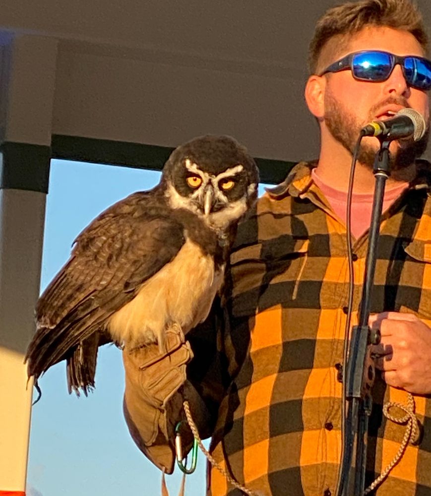 We only caught the second half of the wildlife talk, but saw several cool animals including this amazing owl. This guy did a great job, even though he got bitten on the leg while putting a large snake (constrictor) back in its container. The show must go on!
Description: White man with beard and sunglasses, wearing an orange plaid shirt and a raptor glove, holding a very cool Spectacled Owl. She is giving the audience a skeptical look with intense yellow eyes.