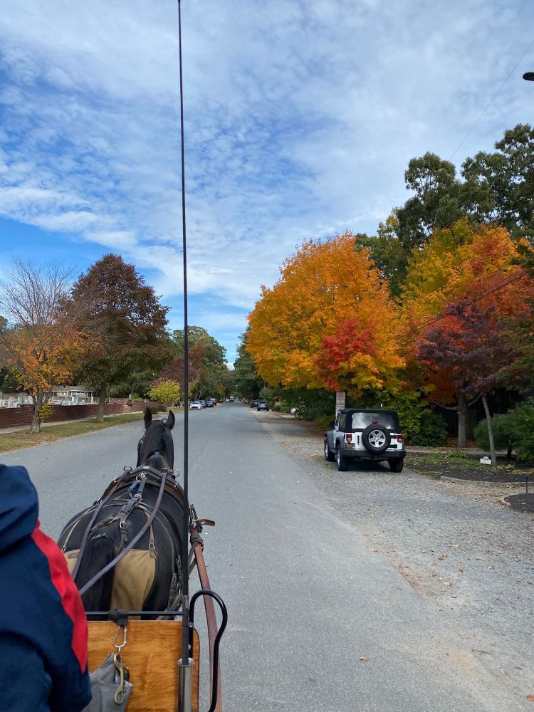 Carriage ride with fall foliage.
Description: View from a horse carriage; we see the driver's shoulder/side and the back end of a handsome dark bay/brown Dutch harness horse. We're heading down a deserted side road with maples in full fall orange and other trees against a blue sky with puffy clouds. Cemetery and parked car also visible. 