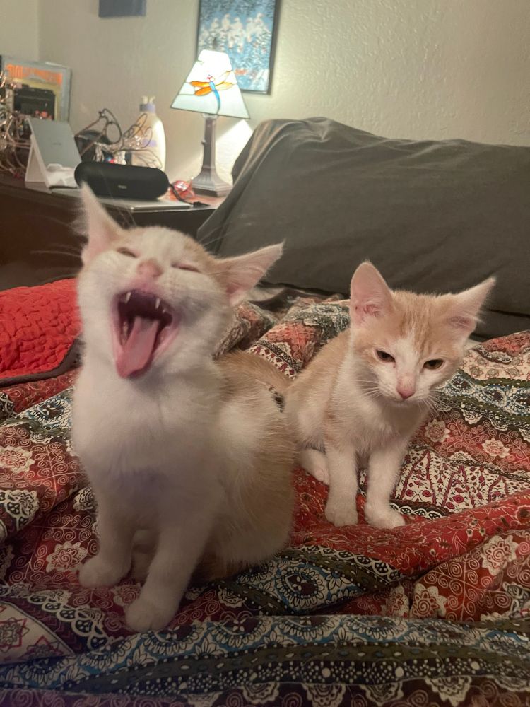 Two kittens are on a quilt looking at the camera. The one nearest to the camera is yawning. 